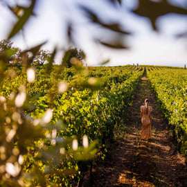 Rome: Private Countryside Wine Tasting Tour